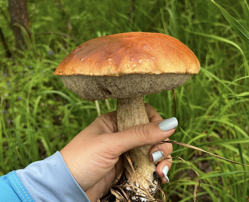 Жительница Энгельса похвасталась гигантским подосиновиком